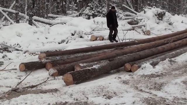 Один день из жизни лесоруба,валка леса бензопилами.Услуги лесозаготовки оказываем по РФ.