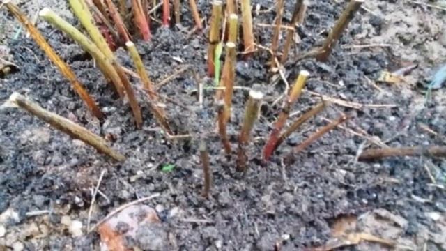 Чем подкормить пионы осенью смотреть онлайн