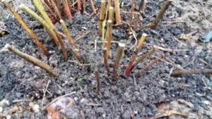 Чем подкормить пионы осенью