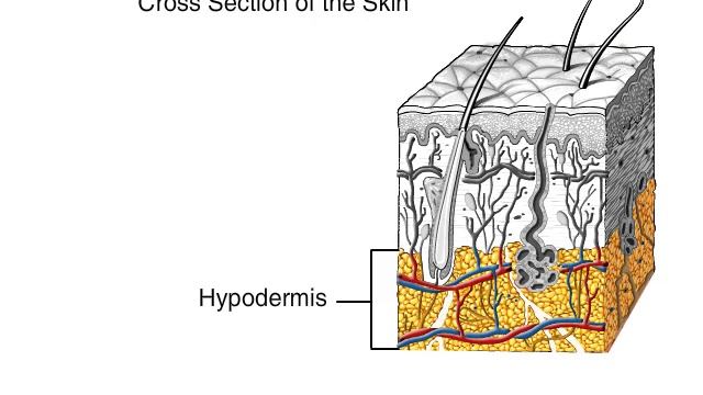 How The Skin Works Animation - Structure and Function of the Human Skin Video - Skin Layers Anatomy