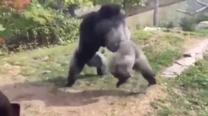 Драка горилл в зоопарке