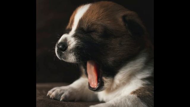1.ДОМАШНИЕ ЖИВОТНЫЕ: Звуки котят, хомяков, попугаев, щенят. Animals, Animals sound, Dog Cat