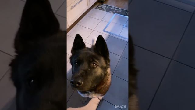 Американская Акита // готовим вишнёвый пирог ? смотреть онлайн