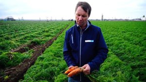 Уборка комбайном | Морковь Боливар F1 | фермерское хозяйство Грин Тим