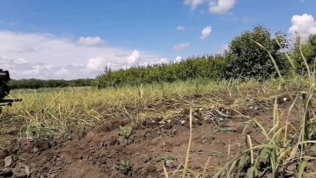 уборка чеснока 2021.  однозубка. харьковский фиолетовый.