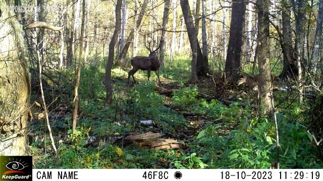 Олени в середине октября смотреть онлайн