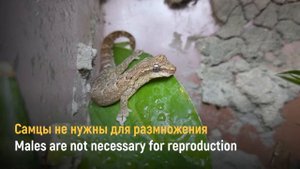 Геккон лугубрис отложил яйца! Mourning gecko laid eggs (Lepidodactylus lugubris)