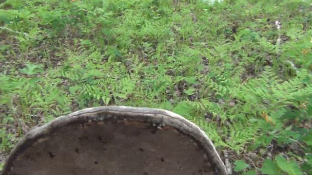 Ложный трутовик защищает мух и Вас и рыбу которую Вы собираетесь вялить лес тайга поход природа смотреть онлайн