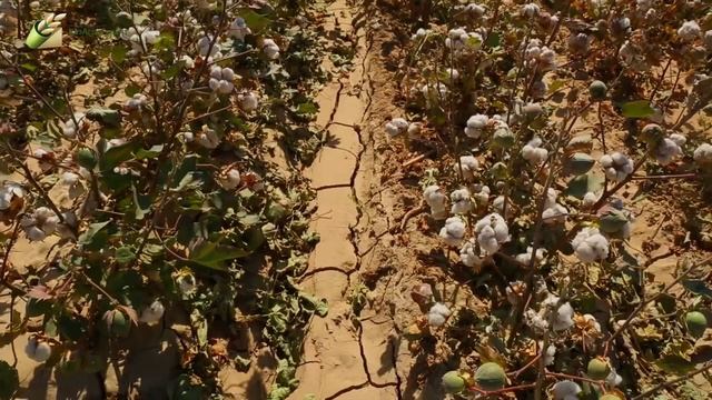 20-ЛЕТНИЙ ФЕРМЕР ИЗ ЮКО! МОЛОДЕЖЬ ВОЗВРАЩАЕТСЯ В АУЛЫ смотреть онлайн