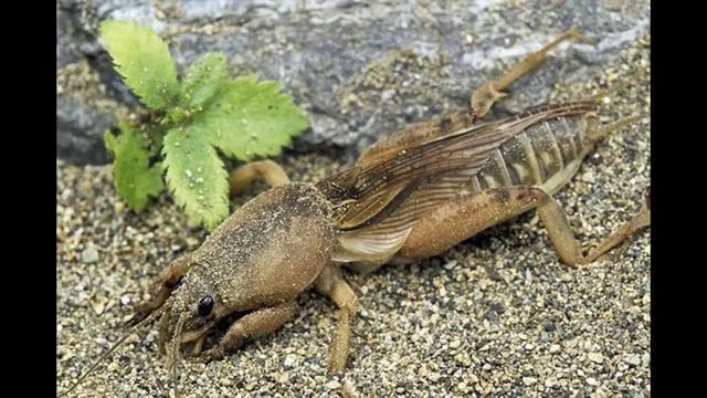 Как избавиться от медведки - препараты от медведки смотреть онлайн