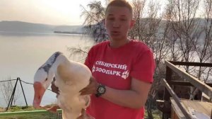 Интересные факты про гусей