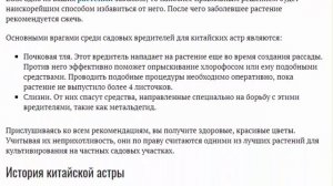 Китайская астра Выращивание из семян посадка и уход