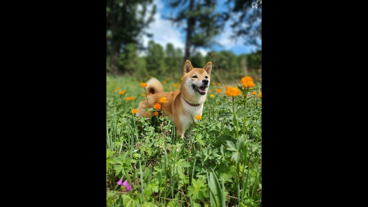 Лето 2022 - Тюнгур-Инегень смотреть онлайн