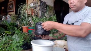 Petunia Plant Repotting + My DIY Hanging Pot + Petunia Plant Tour