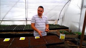 Агротехнология выращивания томатов. Ч.1, Посев.wmv