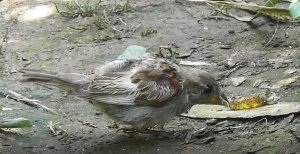 воробей слёток нашел и ест желатиновую конфету, 21.07.2022, Парк Луговой, Великий Новгород