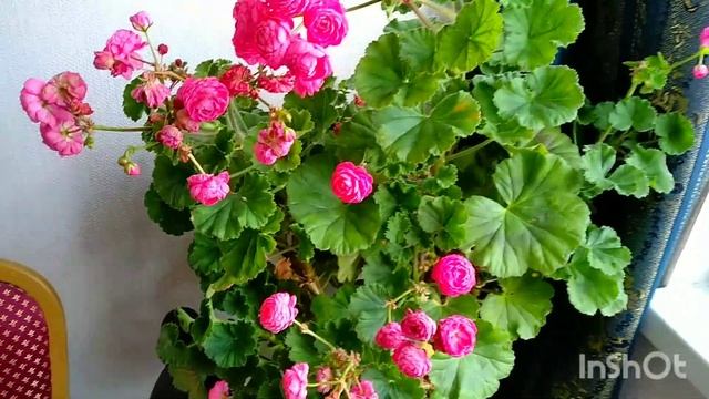 Dynasty Daji (Династия Даджи) пеларгония в августе. смотреть онлайн