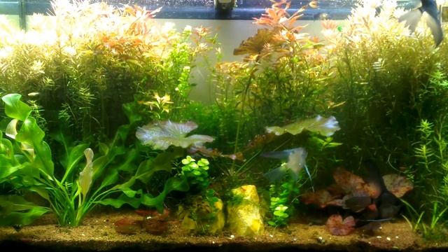 Скалярия вуалевая смотреть онлайн