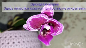 МУТАЦИИ у орхидеи фаленопсис. Какие бывают и что влияет.