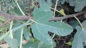 Проблема с созреванием ИНЖИРА.