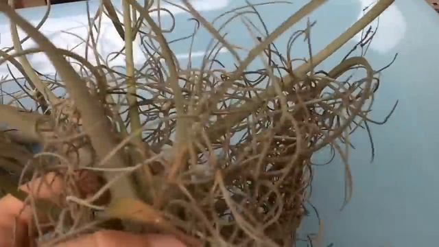 #Тилландсии в природе #Tillandsia in a nature. Уснеевидная и атмосферная. #Доминикана.