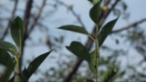 летние наблюдения за птицами 4