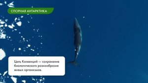 Воздействие человека на животных в природе: прямое и косвенное