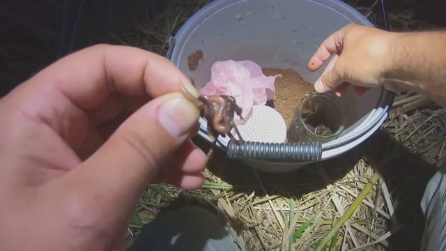 НАШЛИ СОМОВ в ЯМЕ!!! 5 СОМОВ за РЫБАЛКУ!!! ЛОВЛЯ СОМА на КУРИНУЮ ПЕЧЕНЬ