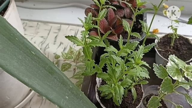 Сибирь. Сохраняем любимые растения разными способами до следующего сезона. смотреть онлайн