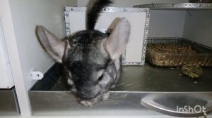 Домик для шиншилл своими руками. А нужен ли он?