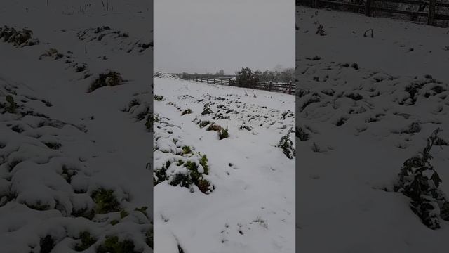 Снегопад в сентябре Челябинская область.