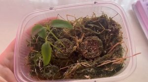 Мой результат посева семян в минеральные пробки 13.02.2023г.