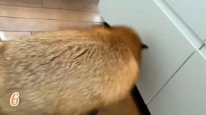 ЛИСЯО. Алиса - Лиса. Рыжая красавица просит еду