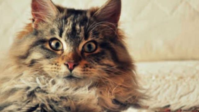 Значение цвета кошки : какие питомцы притягивают в дом счастье, любовь, благополучие... смотреть онлайн