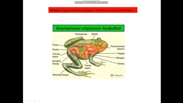 биология 7 класс амфибиялар смотреть онлайн