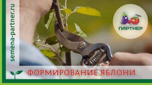 ФОРМИРУЕМ МОЛОДУЮ ЯБЛОНЮ