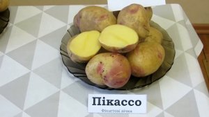 Сорта голландской семенной картошки от Компании Агрико. Обзор