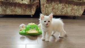 Котята заинтересовались игрушечной уткой.