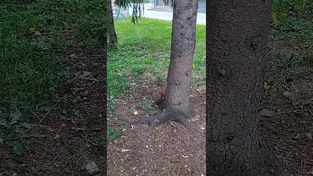 Очень быстрая белка #белка #squirrel #animals #белочка #бельчонок #животные #спасение