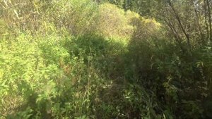 На вездеходе БОРУС в тайгу.  Река КАН - медвежья река.