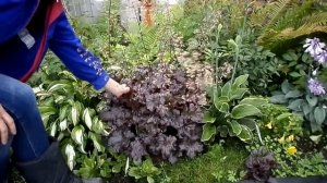 Гейхера пурпурный замок 19год(10)