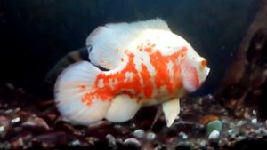 цихлиды астронотус биоцилатус