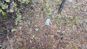 Обзор на пилу SAMURAI C-330-LH 2  #6