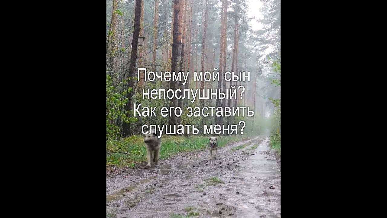Почему мой сын такой непослушный? Как его заставить слушать меня?