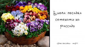 Виола: 2 способа посадки семенами.