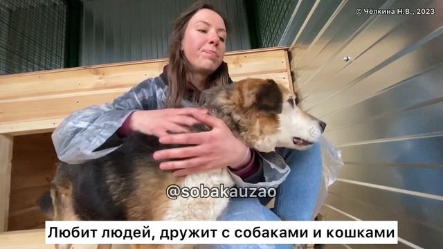 Лелик ждет своего хозяина в приюте 6 лет... Полеут помощи Собака Юзао