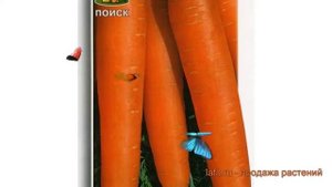 Морковь обыкновенная Нантская 4 (nantskaya 4) ? обзор: как сажать, семена моркови Нантская 4