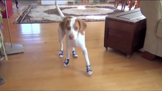 Рассмеши малыша! Зверские новости на Xayc.TV.№ 5 смотреть онлайн