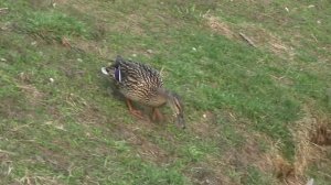 Canon HF100 тест. Солнцево.