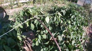 ОПРЕДЕЛЯЕМ ВЕС БЫКА БЕЗ ВЕСОВ! СКОЛЬКО ВЕСИТ ГОДОВАЛЫЙ БЫЧОК!